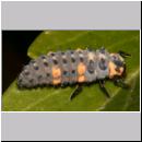 Marienkaeferlarve - Coccinella septempunctata 04.jpg